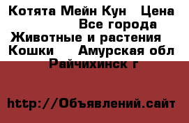 Котята Мейн Кун › Цена ­ 15 000 - Все города Животные и растения » Кошки   . Амурская обл.,Райчихинск г.